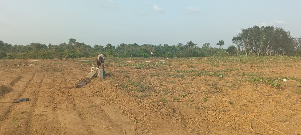 A person bent over watering a planted agricultural field by hand.