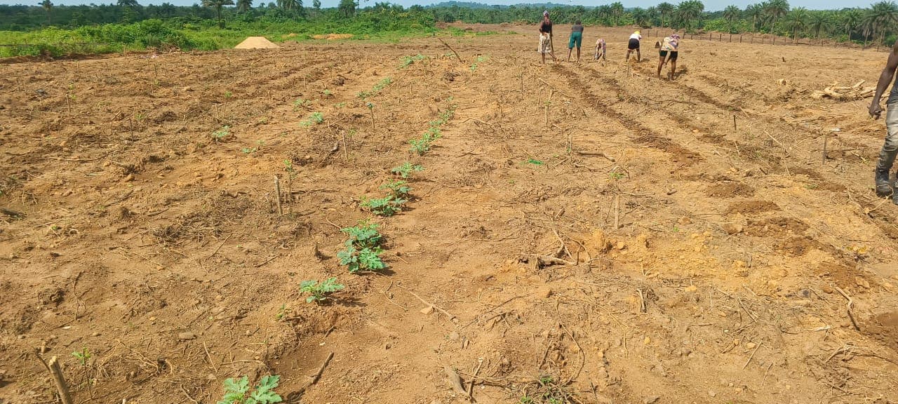 Cleared laterite planting rows under open dry season sky.